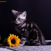 blau_13w