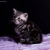 Kitten &raquo; E-Wurf &raquo; Earl Benjamin