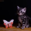 Kitten &raquo; E-Wurf &raquo; Earl Benjamin