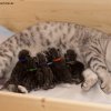 Kitten &raquo; E-Wurf