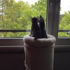 Kitten &raquo; E-Wurf &raquo; E-Wurf zuhause &raquo; Earl Benjamin