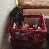 Kitten &raquo; E-Wurf &raquo; E-Wurf zuhause &raquo; Earl Benjamin
