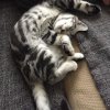 Kitten &raquo; E-Wurf &raquo; E-Wurf zuhause &raquo; Eddy