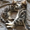 Kitten &raquo; E-Wurf &raquo; E-Wurf zuhause &raquo; Eddy