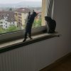 Kitten &raquo; E-Wurf &raquo; E-Wurf zuhause &raquo; Edgar