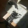Kitten &raquo; E-Wurf &raquo; E-Wurf zuhause &raquo; Edgar