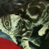 Kitten &raquo; E-Wurf &raquo; E-Wurf zuhause &raquo; Emil
