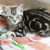 Kitten &raquo; E-Wurf &raquo; E-Wurf zuhause &raquo; Emil