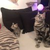 Kitten &raquo; E-Wurf &raquo; E-Wurf zuhause &raquo; Eve