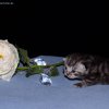 Kitten &raquo; E-Wurf &raquo; Eddy