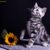 Kitten &raquo; E-Wurf &raquo; Eddy