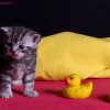 Kitten &raquo; E-Wurf &raquo; Eddy