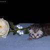 Kitten &raquo; E-Wurf &raquo; Eternity