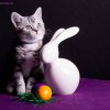 Kitten &raquo; E-Wurf &raquo; Eternity