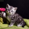 lila_5w