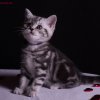 Kitten &raquo; E-Wurf &raquo; Eternity