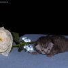 Kitten &raquo; E-Wurf &raquo; Eve