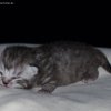 Kitten &raquo; E-Wurf &raquo; Eve
