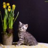 Kitten &raquo; E-Wurf &raquo; Eve