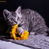 orange_13w