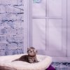 Kitten &raquo; E-Wurf &raquo; Eve