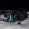Kitten &raquo; E-Wurf &raquo; Edgar