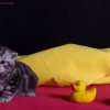 Kitten &raquo; E-Wurf &raquo; Edgar