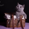 Kitten &raquo; F-Wurf &raquo; Fancy Leela