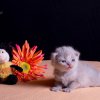 Kitten &raquo; F-Wurf &raquo; Fergus