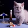 Kitten &raquo; F-Wurf &raquo; Fergus