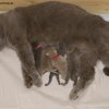 Kitten &raquo; F-Wurf