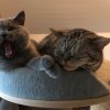 Kitten &raquo; F-Wurf &raquo; F-Wurf zuhause &raquo; Fancy Leela