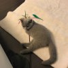 Kitten &raquo; F-Wurf &raquo; F-Wurf zuhause &raquo; Fancy Leela