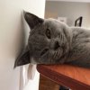 Kitten &raquo; F-Wurf &raquo; F-Wurf zuhause &raquo; Feliz