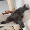 Kitten &raquo; F-Wurf &raquo; F-Wurf zuhause &raquo; Feliz