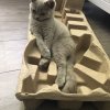 fergus1