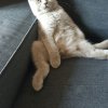 fergus3