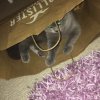 Kitten &raquo; F-Wurf &raquo; F-Wurf zuhause &raquo; Flower