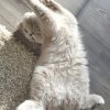 Kitten &raquo; F-Wurf &raquo; F-Wurf zuhause &raquo; Frances