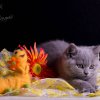 Kitten &raquo; F-Wurf &raquo; Flower