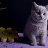 Kitten &raquo; F-Wurf &raquo; Flower