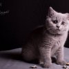 gelb_12w