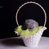 Kitten &raquo; F-Wurf &raquo; Flower