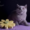 Kitten &raquo; F-Wurf &raquo; Fancy Leela
