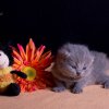 Kitten &raquo; F-Wurf &raquo; Fancy Leela