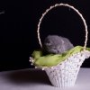 lila_7t