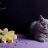 Kitten &raquo; F-Wurf &raquo; Feliz