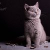 Kitten &raquo; F-Wurf &raquo; Feliz