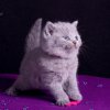 pink_4w