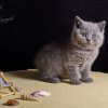 Kitten &raquo; F-Wurf &raquo; Feliz